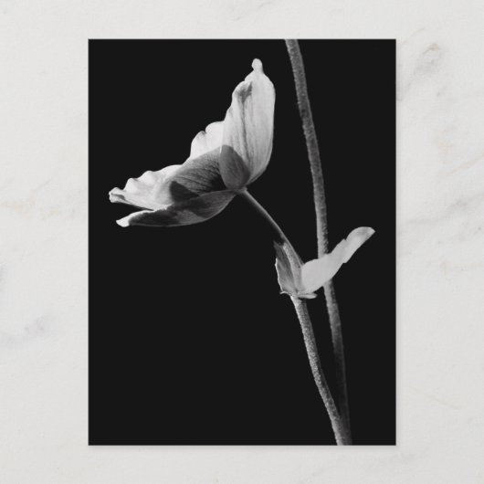 Anemone Postcard B&W Postkarte (Vorderseite)