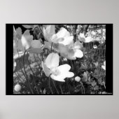 Anemone Poster (Vorne)