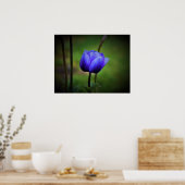 Anemone, Poster (Küche)