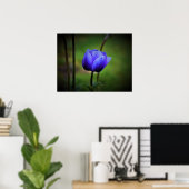 Anemone, Poster (Heimbüro)