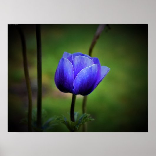 Anemone, Poster (Vorne)