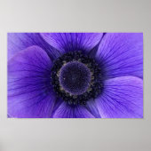 Anemone, Poster (Vorne)