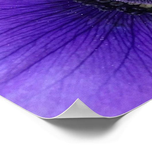 Anemone, Poster (Ecke)