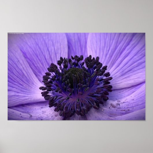 Anemone, Poster (Vorne)
