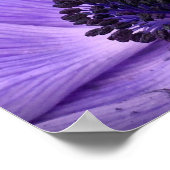 Anemone, Poster (Ecke)