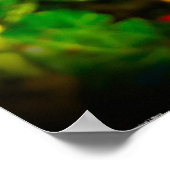 Anemone, Poster (Ecke)