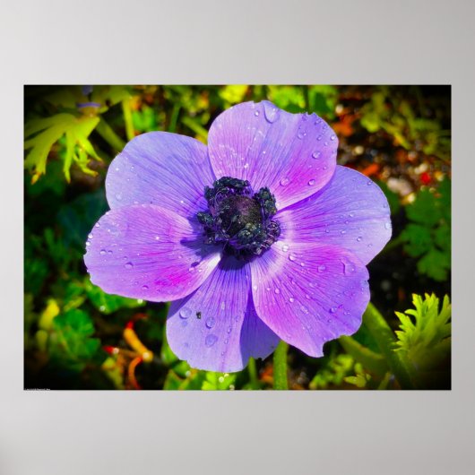 Anemone, Poster (Vorne)