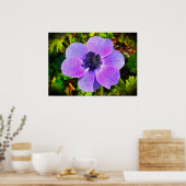 Anemone, Poster (Küche)