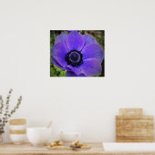 Anemone, Poster (Küche)