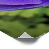 Anemone, Poster (Ecke)