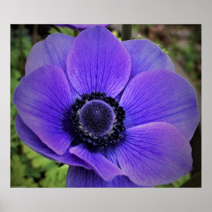 Anemone, Poster