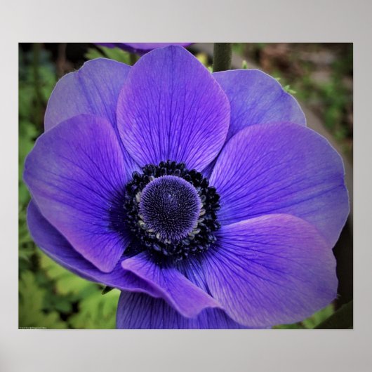 Anemone, Poster (Vorne)