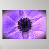 Anemone, Poster (Vorne)