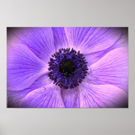 Anemone, Poster
