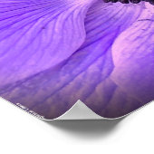 Anemone, Poster (Ecke)