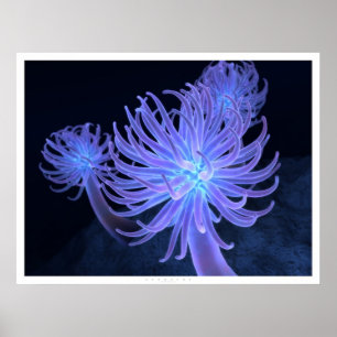 Anemone Poster