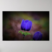 Anemone, Poster (Vorne)