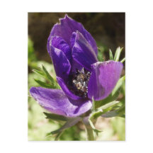 Anemone Postkarte