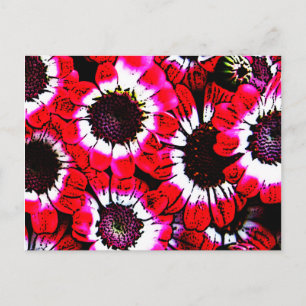 Anemone Postkarte