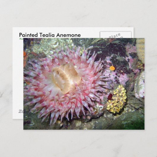Anemone - Postkarte (Vorne/Hinten)