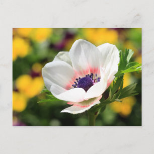 Anemone Postkarte