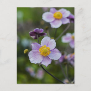 Anemone Postkarte