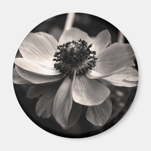 Anemone Schwarz-weiß Fotografie Round Magnet (Vorne)