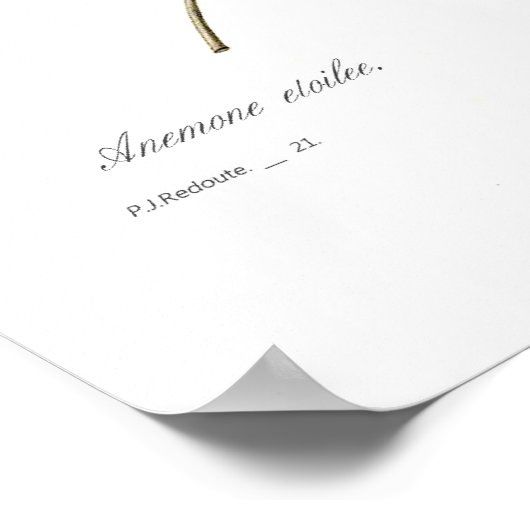 Anemone stellata poster (Ecke)