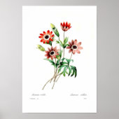 Anemone stellata poster (Vorne)