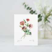 Anemone stellata postkarte (Stehend Vorderseite)
