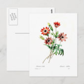 Anemone stellata postkarte (Vorne/Hinten)