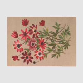 Anemone Stellata Varr (Anemone Hortensis Varr) Seidenpapier