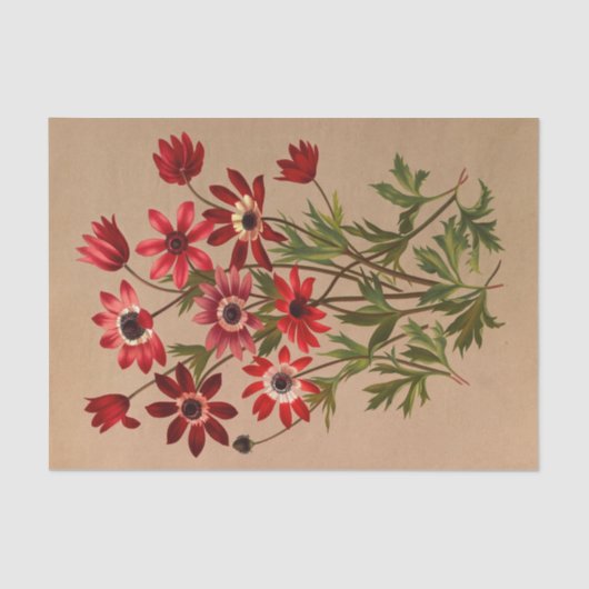 Anemone Stellata Varr (Anemone Hortensis Varr) Seidenpapier (Vorderseite)