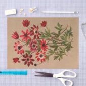 Anemone Stellata Varr (Anemone Hortensis Varr) Seidenpapier (Handwerk)