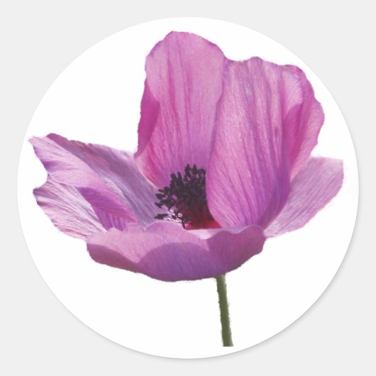 Anemone Sticker (Vorderseite)