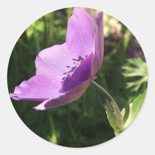 Anemone Stickers (Vorderseite)