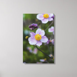 Anemone Wrapped Canvas Print Leinwanddruck