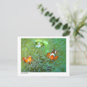 Anemonefisch - 02 postkarte (Stehend Vorderseite)
