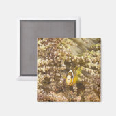Anemonefisch des Klarks (Amphiprion) Magnet (Vorderseite/Rückseite)