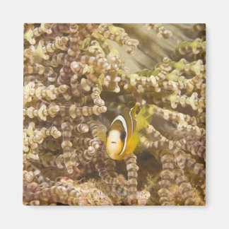 Anemonefisch des Klarks (Amphiprion) Magnet