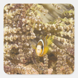 Anemonefisch des Klarks (Amphiprion) Quadratischer Aufkleber