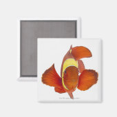 Anemonefisch (Premnas biaculeatus) Magnet (Vorderseite/Rückseite)
