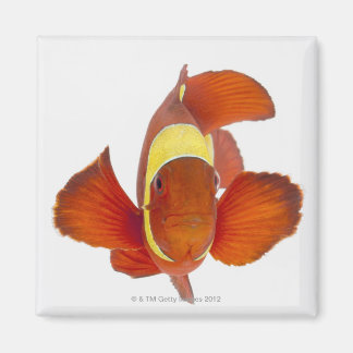 Anemonefisch (Premnas biaculeatus) Magnet