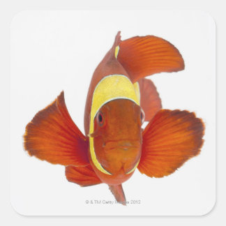 Anemonefisch (Premnas biaculeatus) Quadratischer Aufkleber