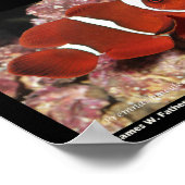 Anemonefische/Clownfische Poster (Ecke)