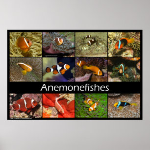 Anemonefische/Clownfische Poster