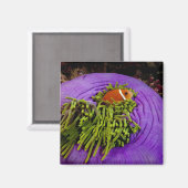 Anemonefische und große Anemone Magnet (Vorderseite/Rückseite)