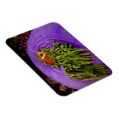 Anemonefische und große Anemone Magnet (Rechte Seite)