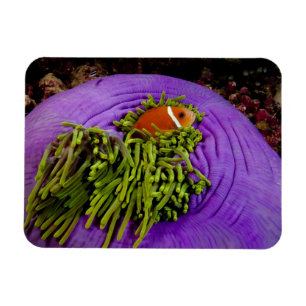 Anemonefische und große Anemone Magnet