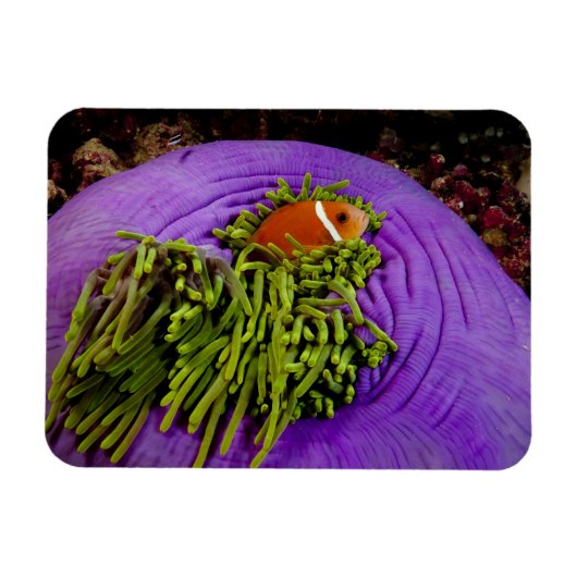 Anemonefische und große Anemone Magnet (Horizontal)